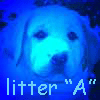 litter A